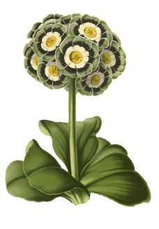 primrose-2082038_1920