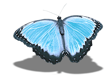 butterfly-2554039_1920-e1506376800777.png