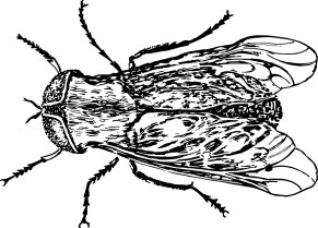 fly-153050_1280